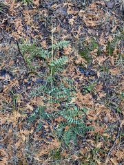 Astragalus neglectus