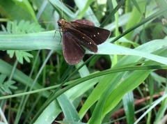 Iambrix salsala salsala