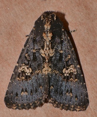 Condica dolorosa