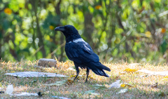 Corvus albus