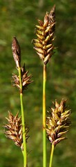 Carex luzulina