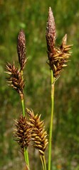 Carex luzulina