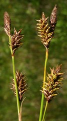 Carex luzulina