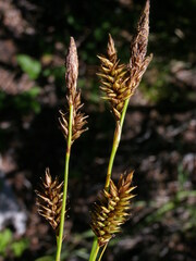 Carex luzulina