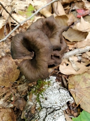 Craterellus