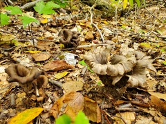 Craterellus