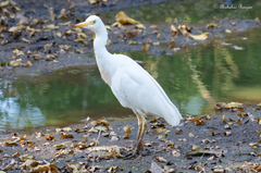 Bubulcus ibis