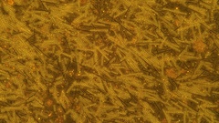 Pseudanabaena