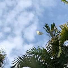 Morpho polyphemus polyphemus