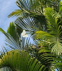 Morpho polyphemus polyphemus