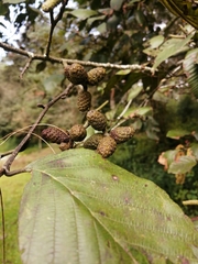 Alnus acuminata