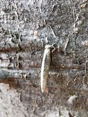 Taleporia tubulosa