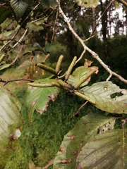 Alnus acuminata