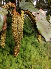 Alnus acuminata