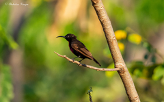 Chalcomitra senegalensis