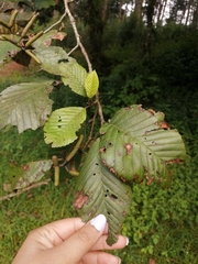 Alnus acuminata