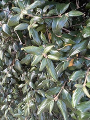 Magnoliopsida