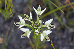 Disa bivalvata