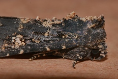 Condica dolorosa