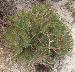 Protea scolymocephala
