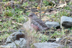 Carpodacus