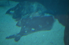 Hippoglossus hippoglossus