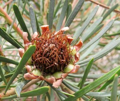 Protea scolymocephala