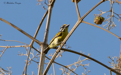 Pogoniulus chrysoconus