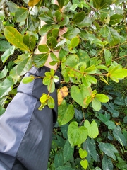 Terminalia tetraphylla