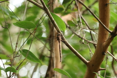 Gynacantha subinterrupta