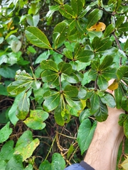 Terminalia tetraphylla