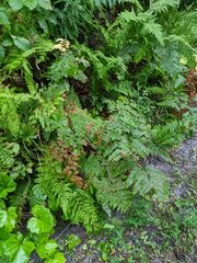 Pteridium aquilinum latiusculum