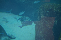 Hippoglossus hippoglossus