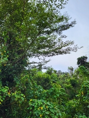 Terminalia tetraphylla