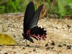 Papilio alcmenor