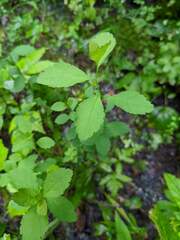 Spiraea alba