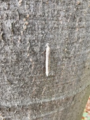 Taleporia tubulosa