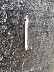 Taleporia tubulosa