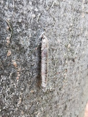 Taleporia tubulosa