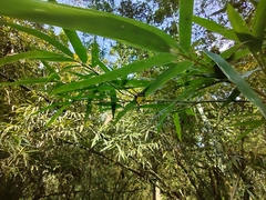 Macracantha hasselti