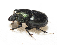Onthophagus orpheus