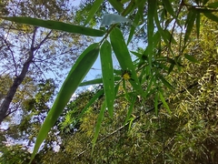 Macracantha hasselti