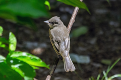 Tyrannidae