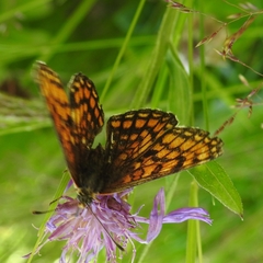 Melitaea deione