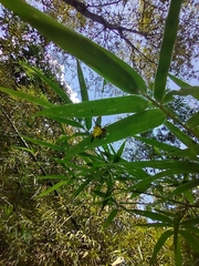 Macracantha hasselti