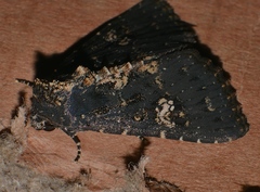 Condica dolorosa