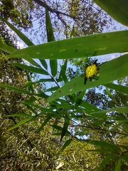 Macracantha hasselti