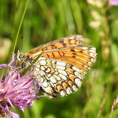 Melitaea deione
