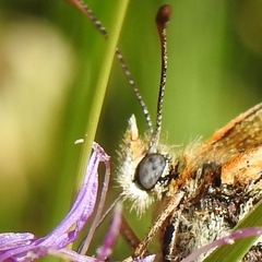 Melitaea deione