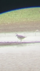 Pluvialis squatarola